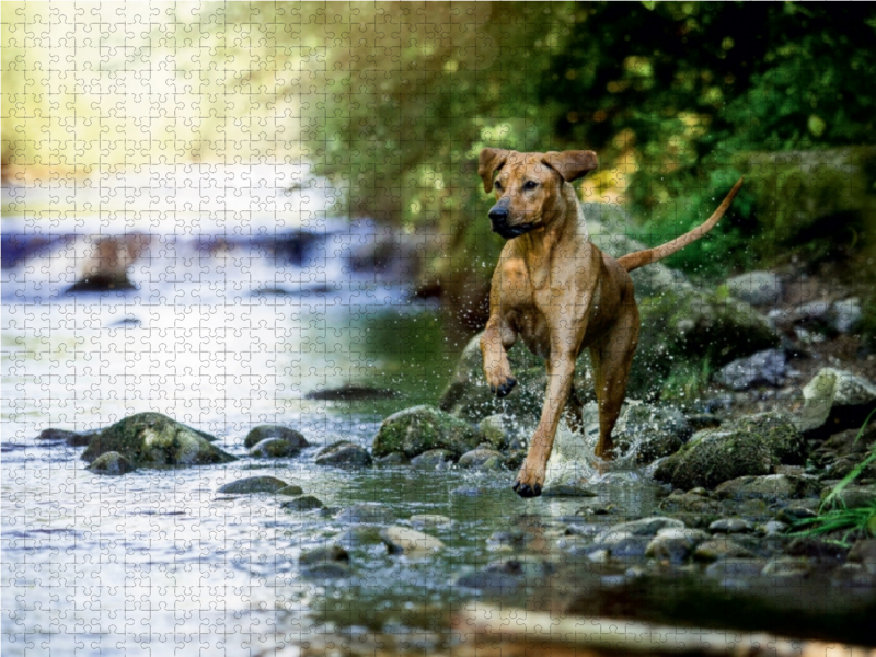 Ein Motiv aus dem Kalender Rhodesian Ridgeback - Herzen auf vier Pfoten