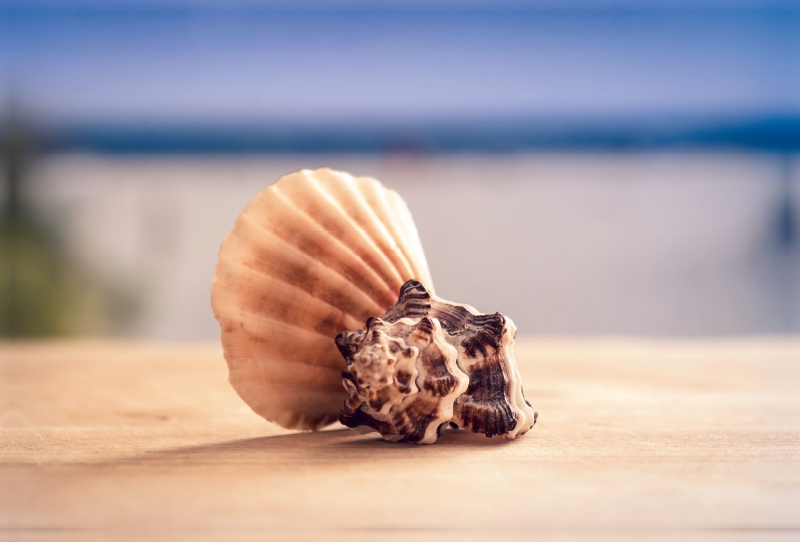 Ein Motiv aus dem Kalender Meer Träumer - Muscheln und Schnecken Impressionen