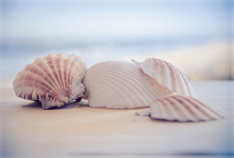 Ein Motiv aus dem Kalender Meer Träumer - Muscheln und Schnecken Impressionen