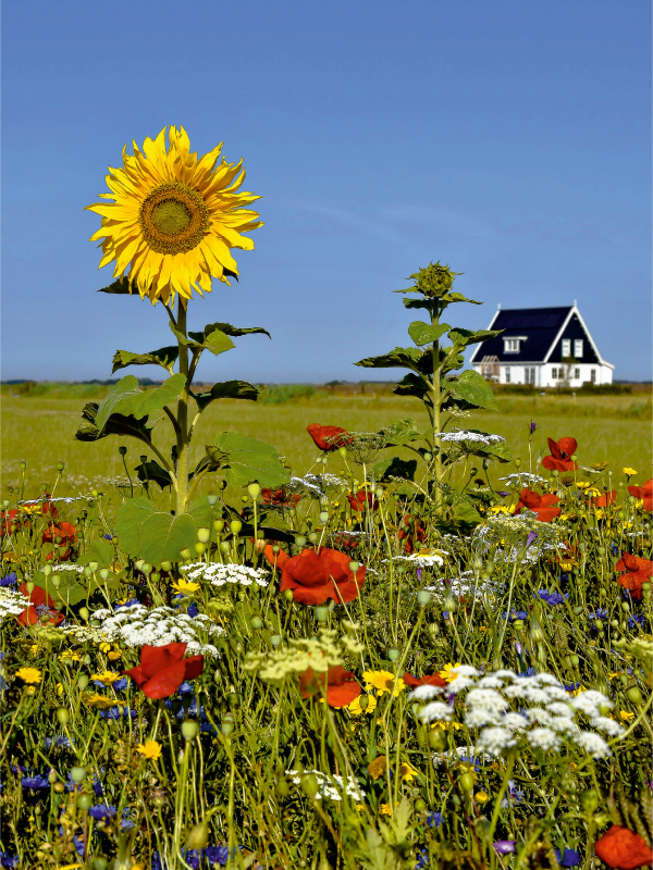 Ein Sommertag – Den Burg