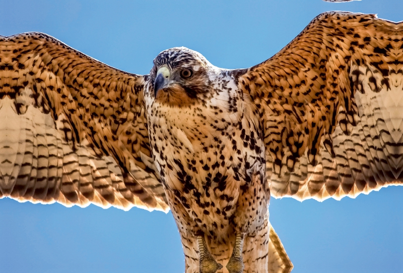 Galápagos-Bussard  Bartolomé