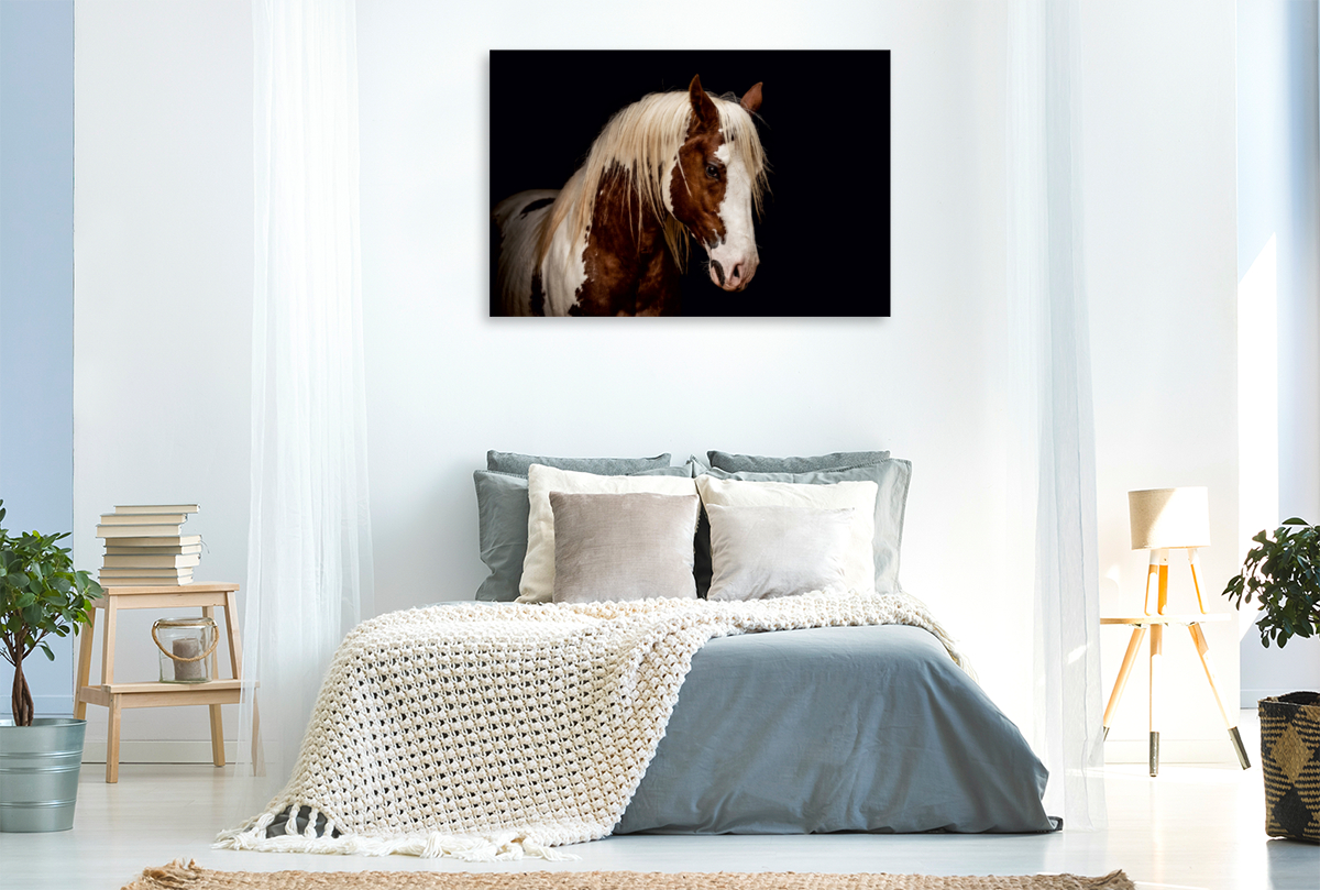 Paint Horse Hengst