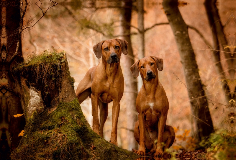 Ein Motiv aus dem Kalender Rhodesian Ridgeback - Herzen auf vier Pfoten