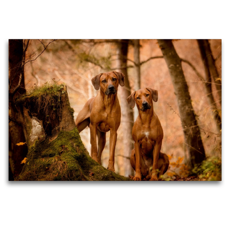 Ein Motiv aus dem Kalender Rhodesian Ridgeback - Herzen auf vier Pfoten