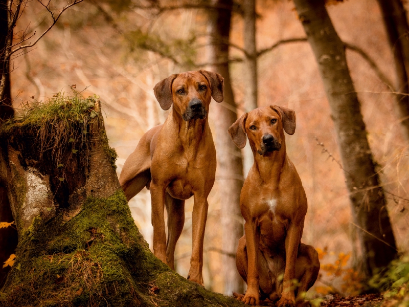 Ein Motiv aus dem Kalender Rhodesian Ridgeback - Herzen auf vier Pfoten