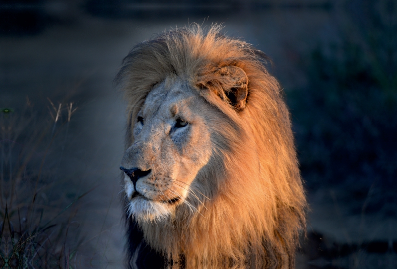 Der König der Löwen