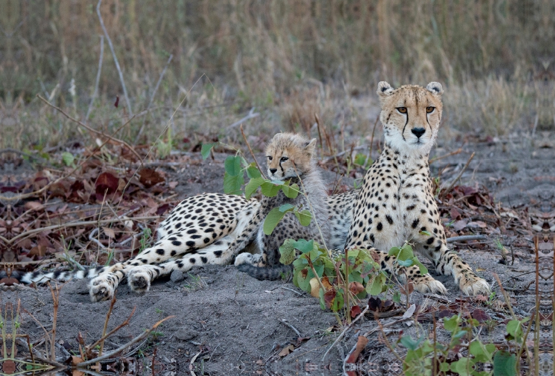 Gepard mit einem Jungem