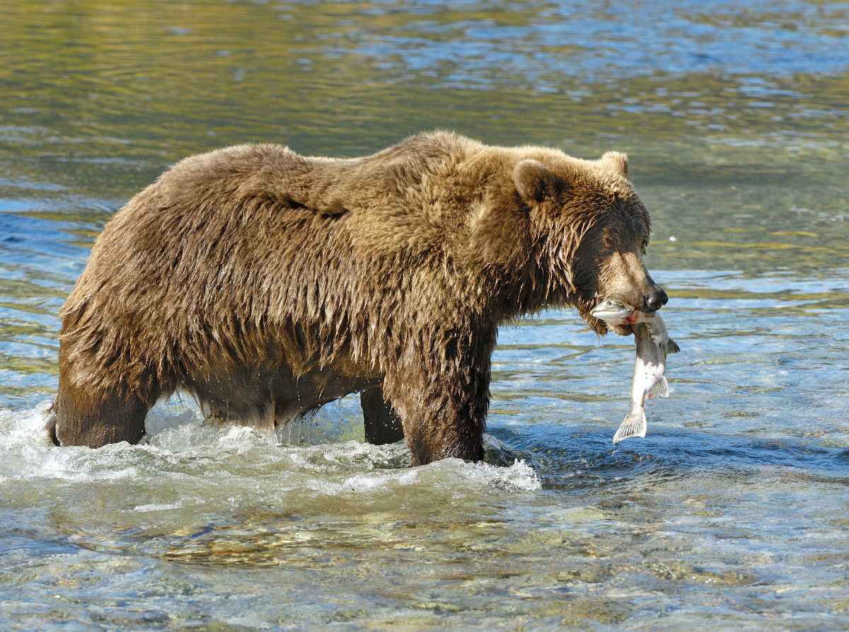 Braunbär mit Lachs