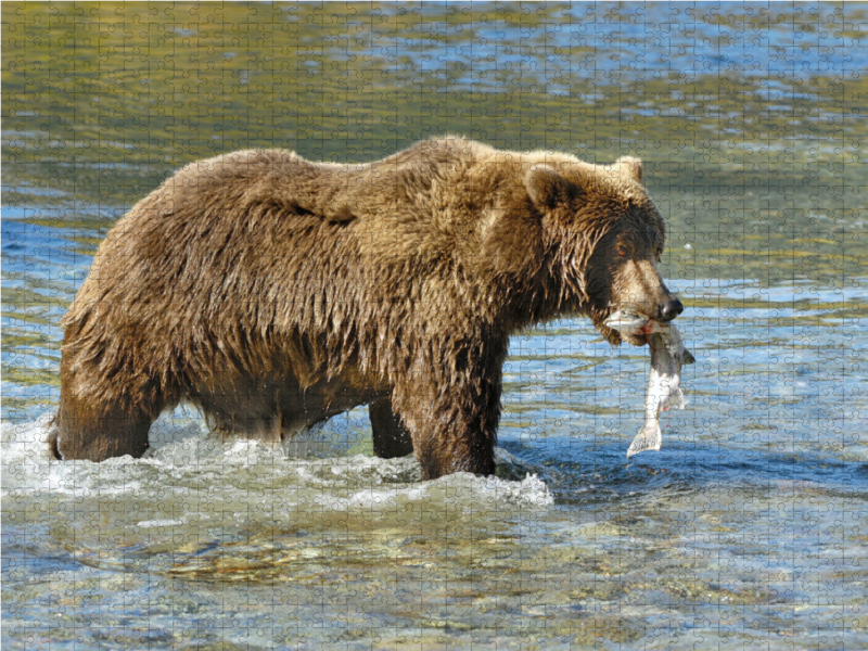 Braunbär mit Lachs