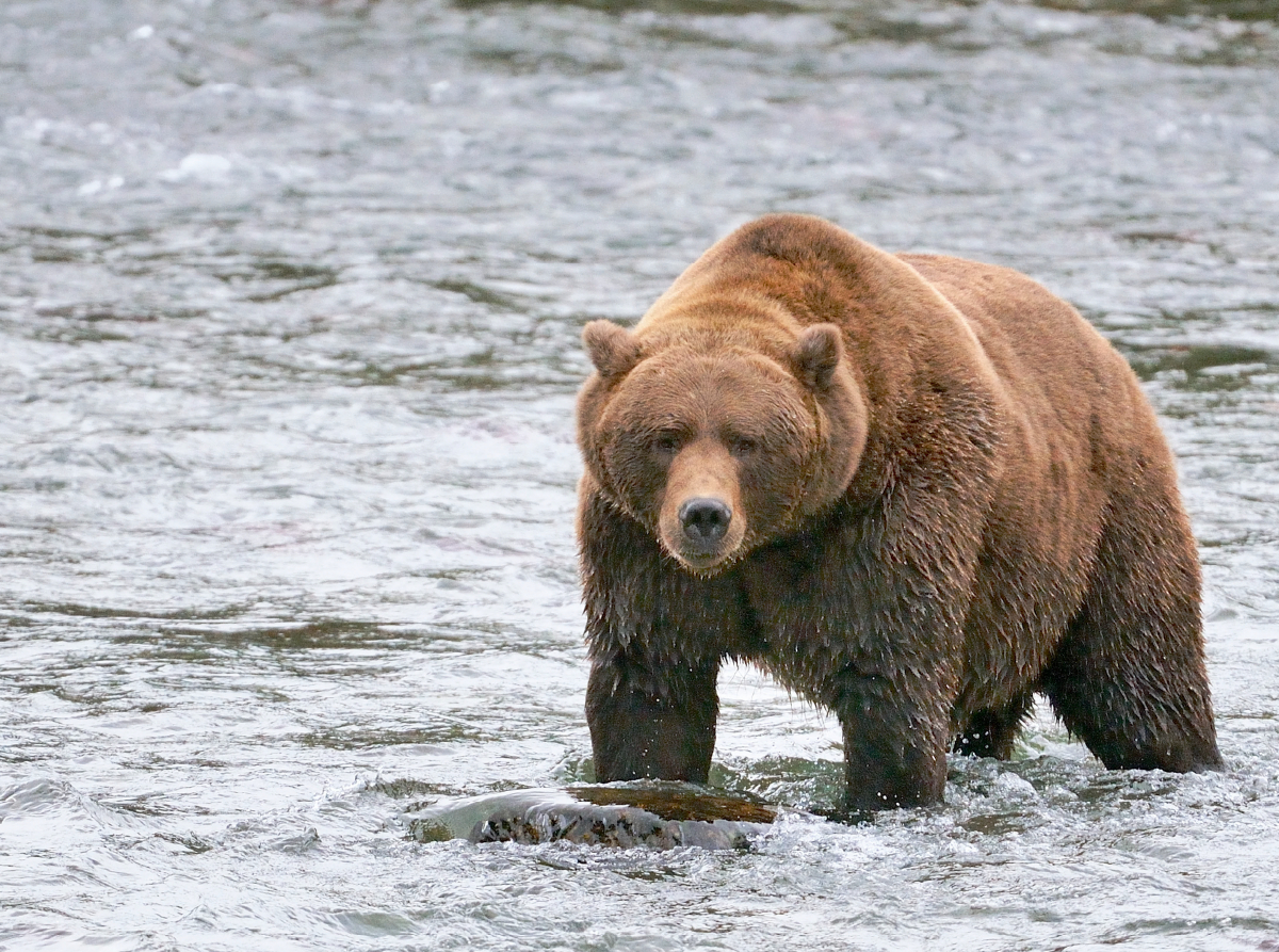 Braunbär in Alaska