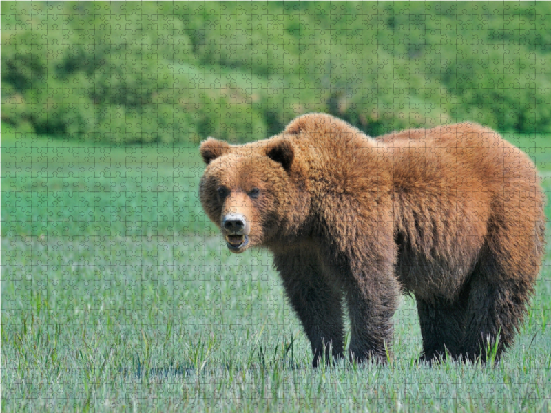 Braunbär in Alaska