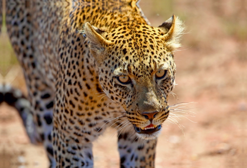 Leopard in der Serengeti