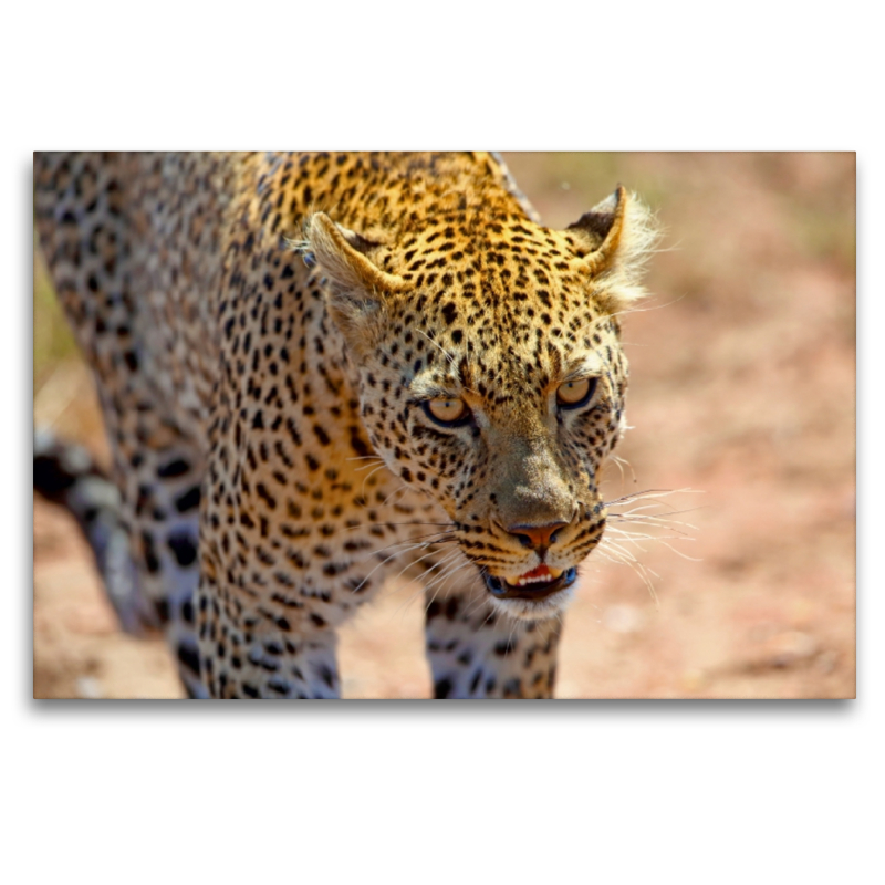 Leopard in der Serengeti