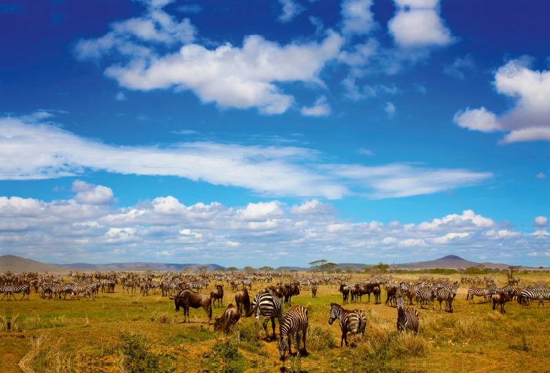 Zebraherde in der Serengeti