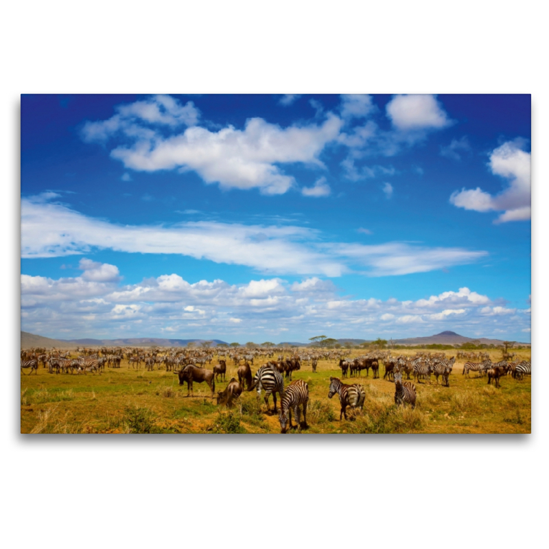 Zebraherde in der Serengeti