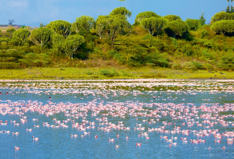 Flamingos im Big Momella Lake