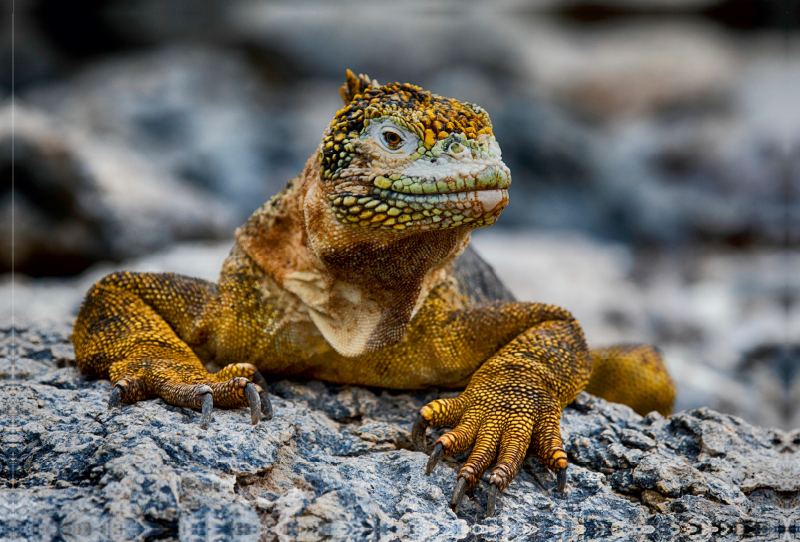 Gelber Leguan auf Galapagos