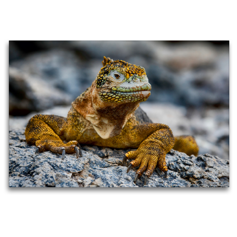 Gelber Leguan auf Galapagos