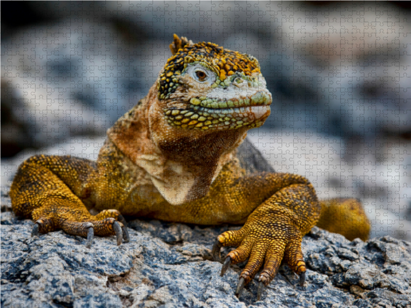 Gelber Leguan auf Galapagos