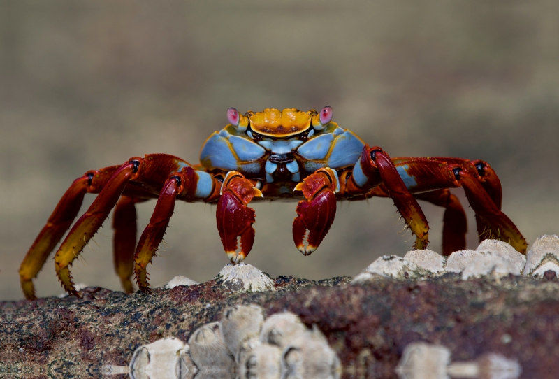 Rote Klibbenkrabbe im Verteidigungsmodus