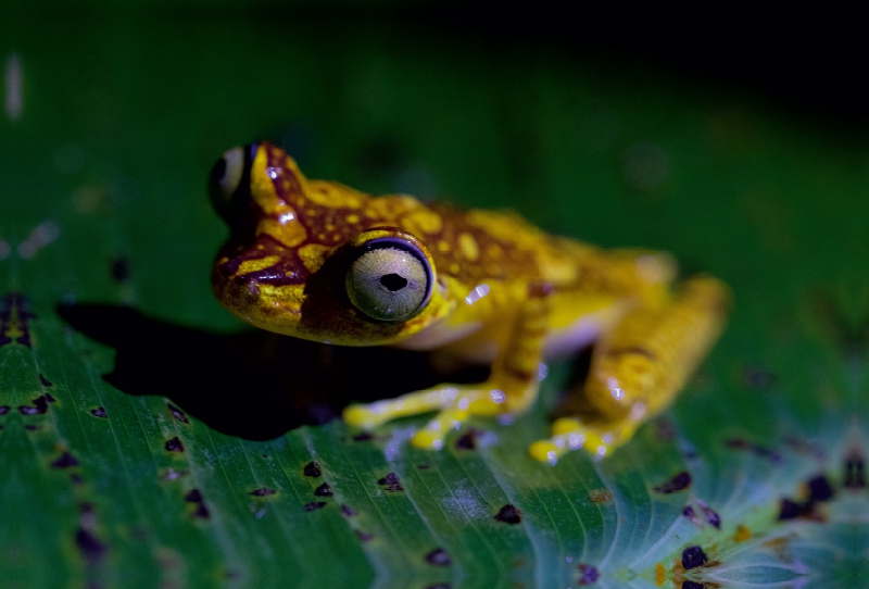 Baumfrosch im Nebelwald Ecuadors