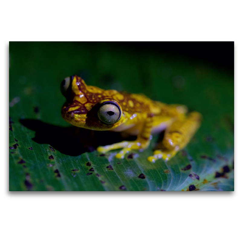 Baumfrosch im Nebelwald Ecuadors