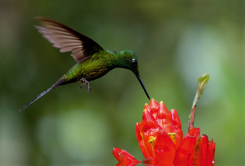 Kolibri beim Nektar trinken