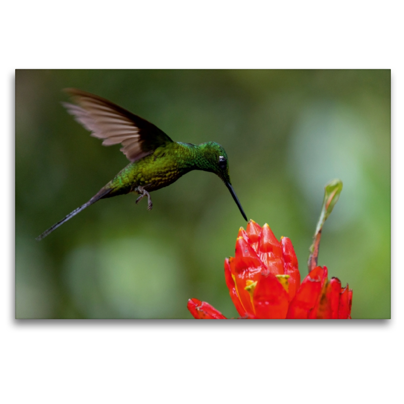 Kolibri beim Nektar trinken