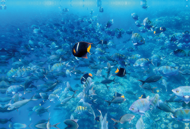 Unterwasserwelt auf Galapagos