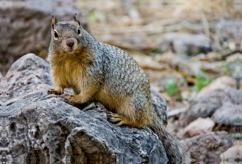 Eichhörnchen im Grand Canyon