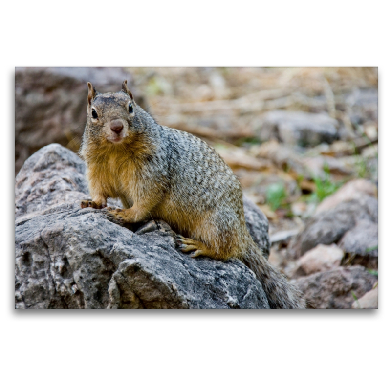 Eichhörnchen im Grand Canyon