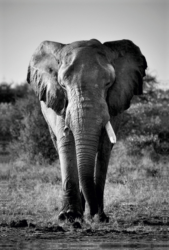 Elefantenbulle im Etosha Park