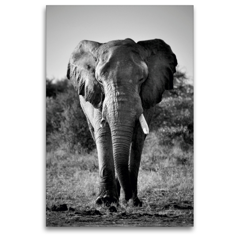 Elefantenbulle im Etosha Park