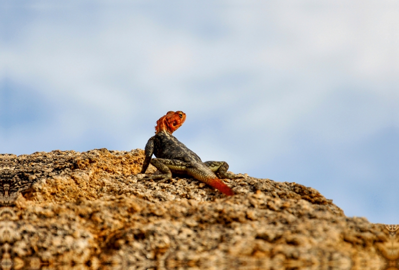 Männliche Siedleragame in Namibia