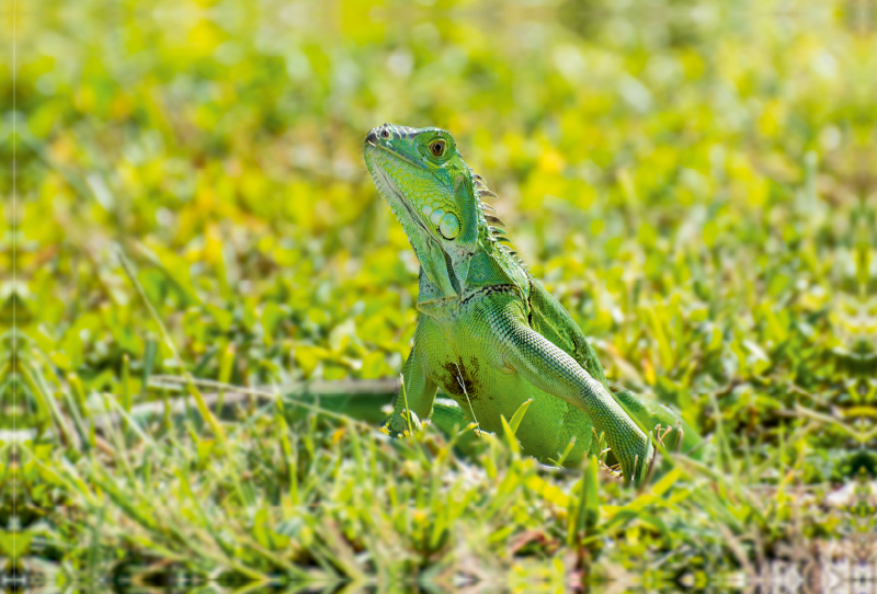 Grüner Leguan in Florida