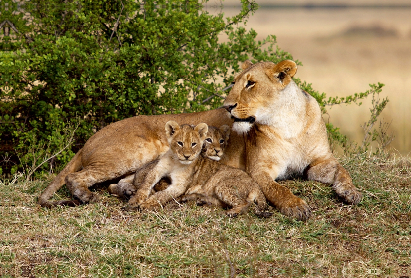 Löwen, Masai Mara, Kenia