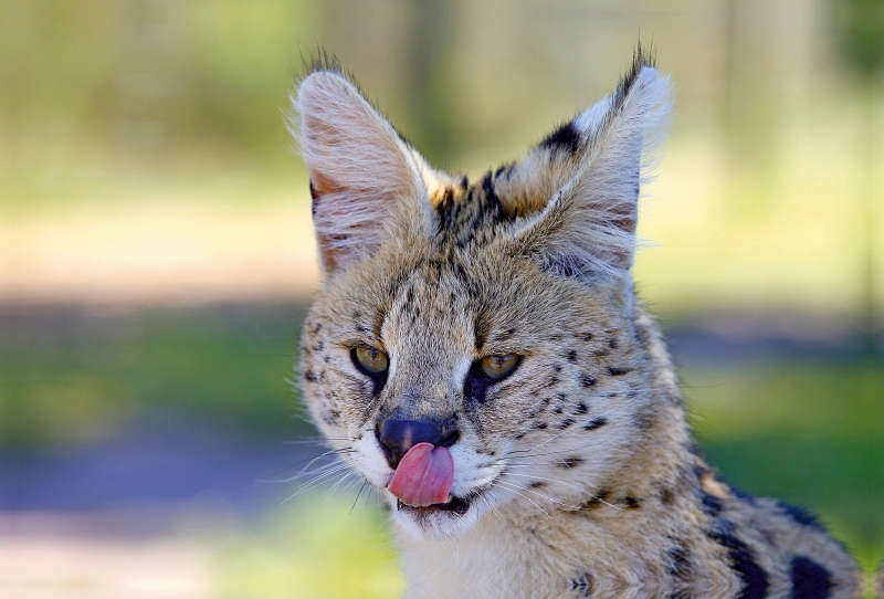 Serval, Tenikwa, Südafrika