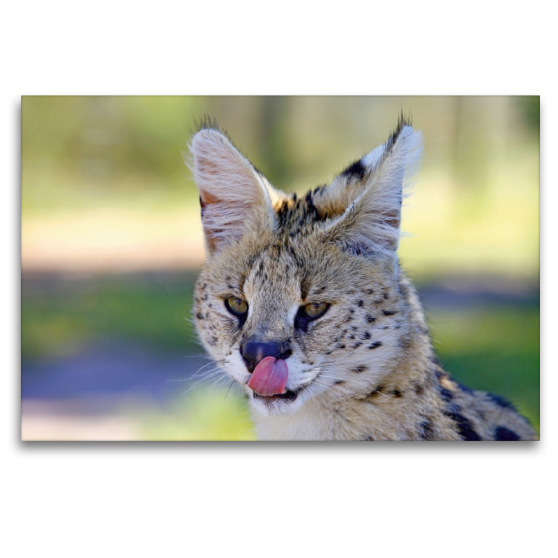 Serval, Tenikwa, Südafrika