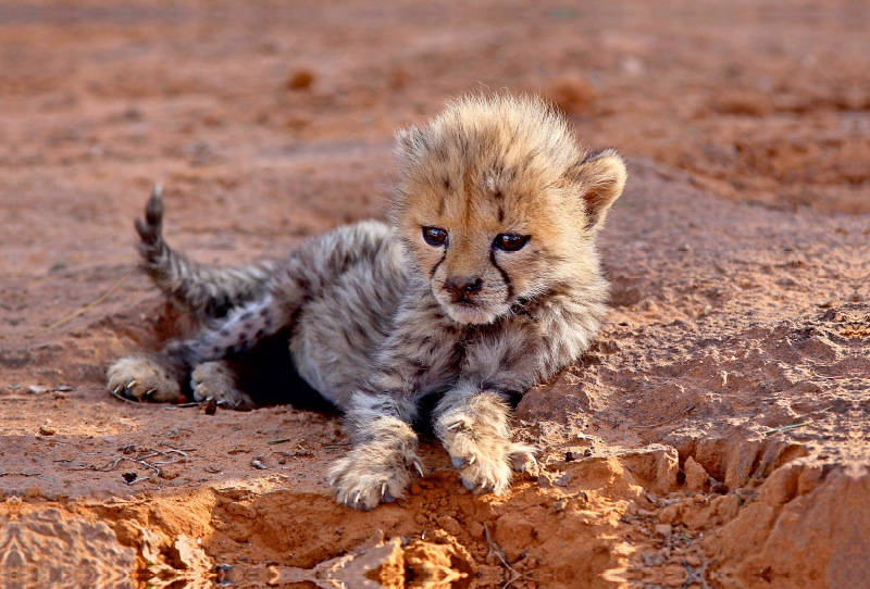 Gepard, Okambara Mountain, Namibia