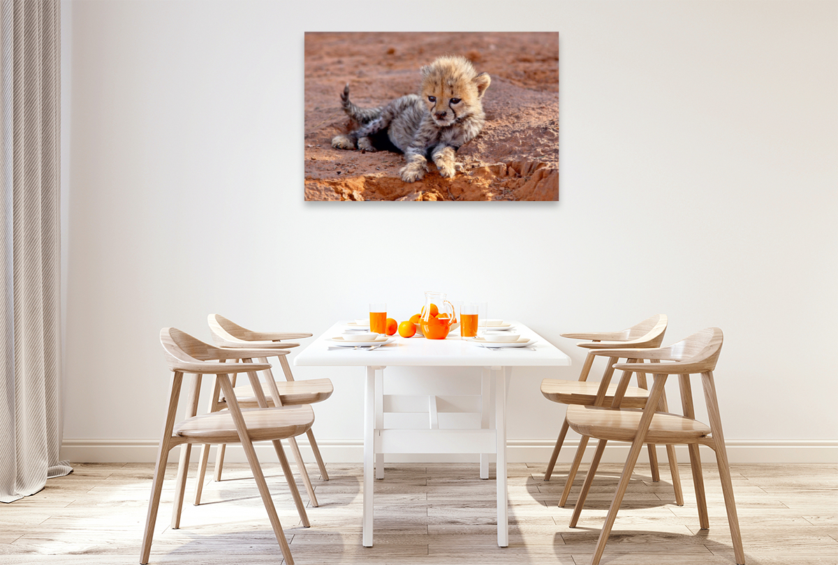 Gepard, Okambara Mountain, Namibia