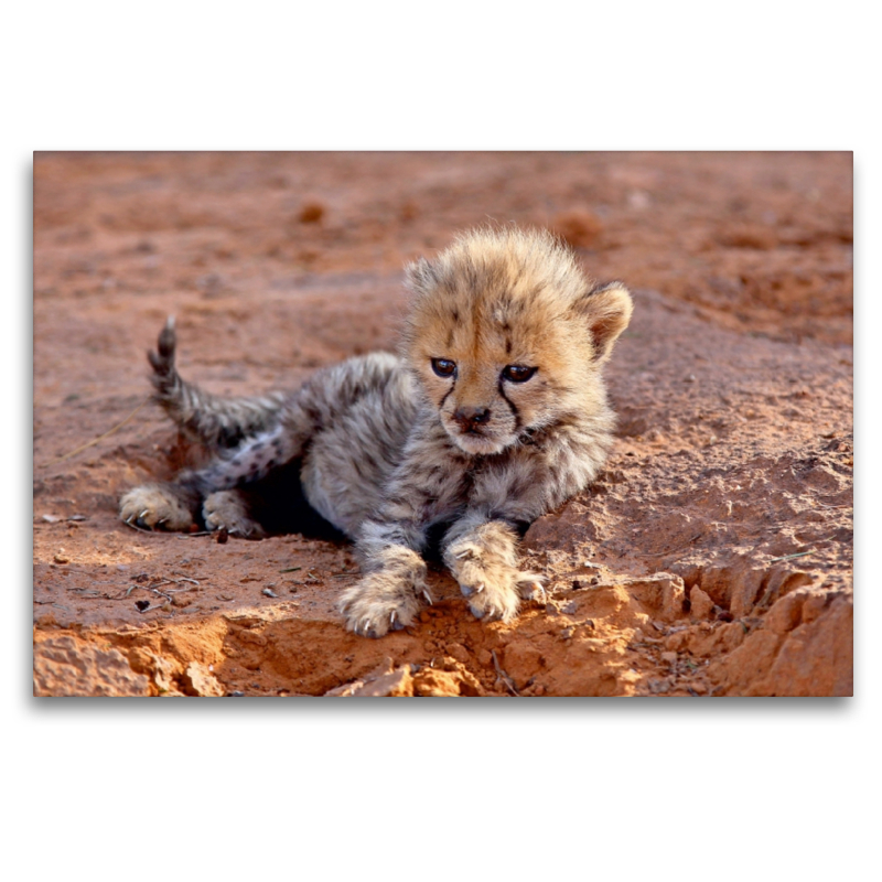 Gepard, Okambara Mountain, Namibia