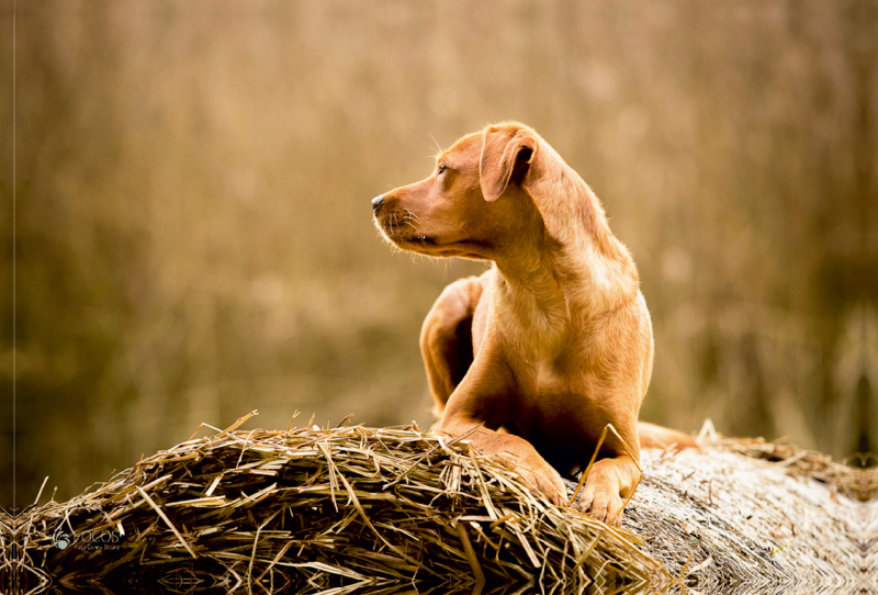 Labrador foxred, ganz konzentriert