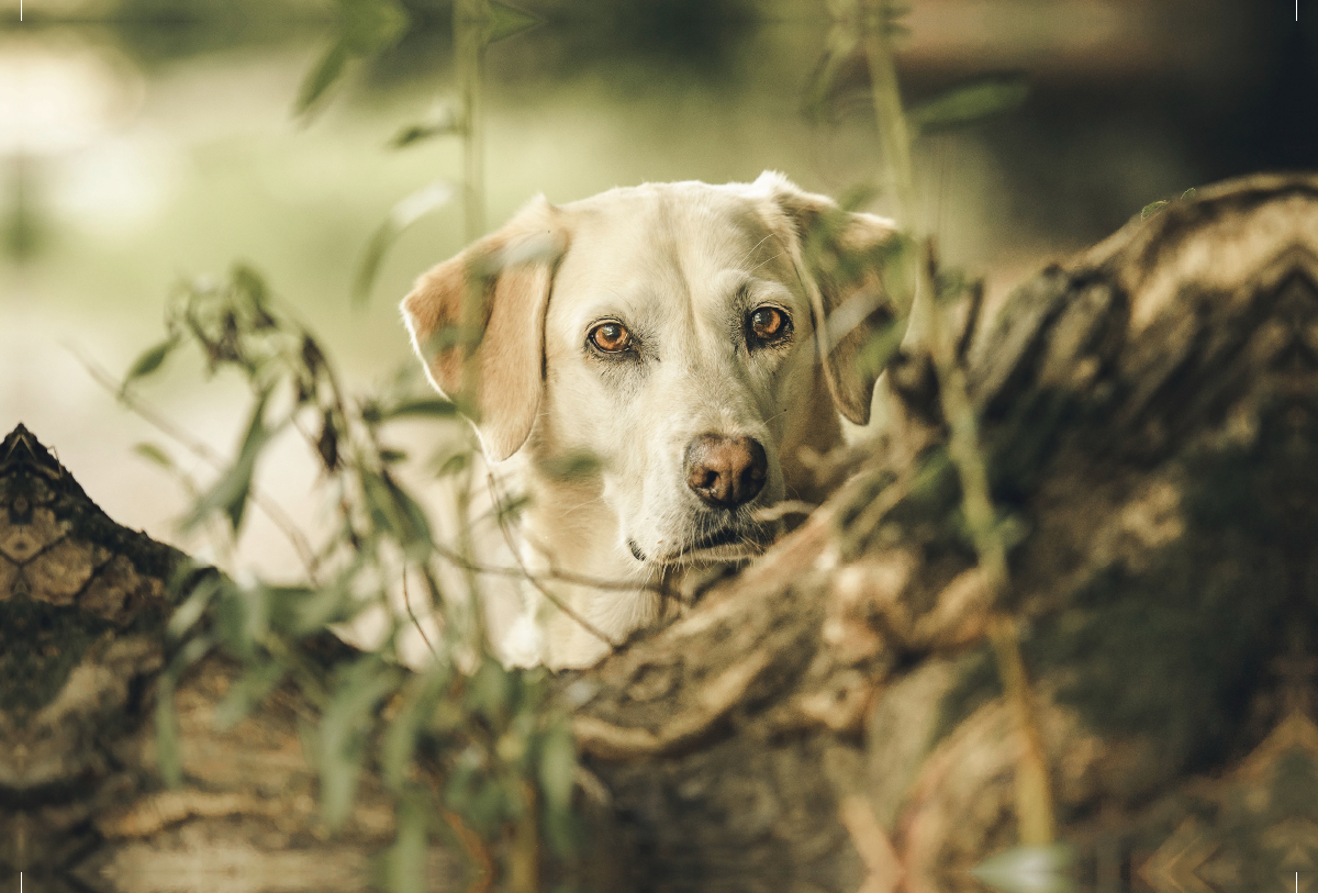 Labrador im Gebüsch