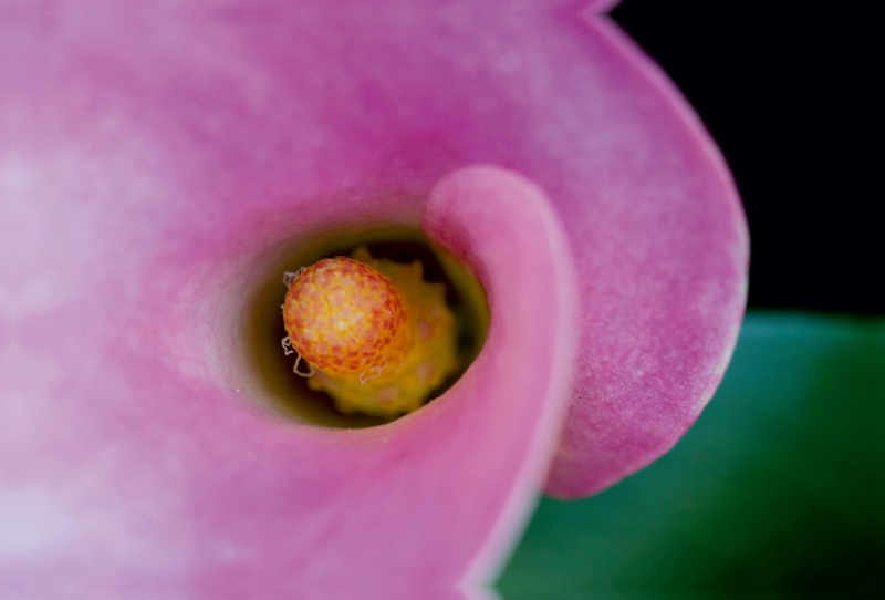 Ein Motiv aus dem Kalender Zantedeschia - Edle Schönheit