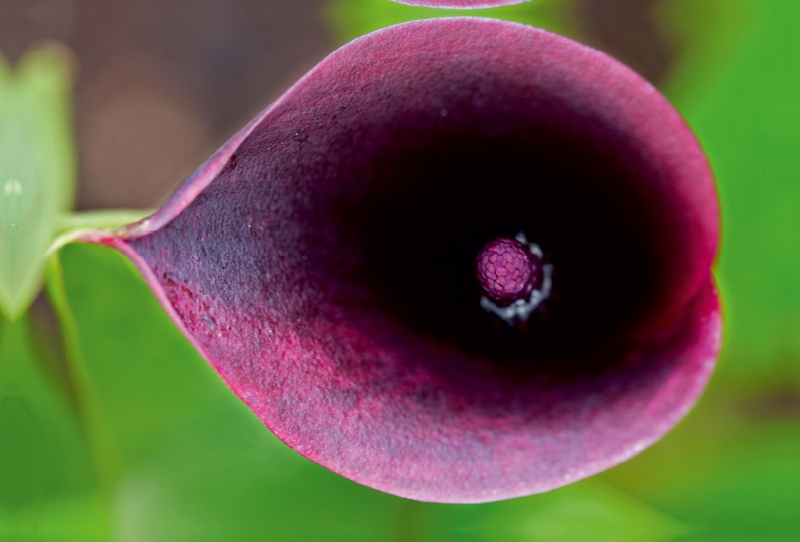 Ein Motiv aus dem Kalender Zantedeschia - Edle Schönheit