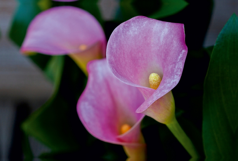 Ein Motiv aus dem Kalender Zantedeschia - Edle Schönheit