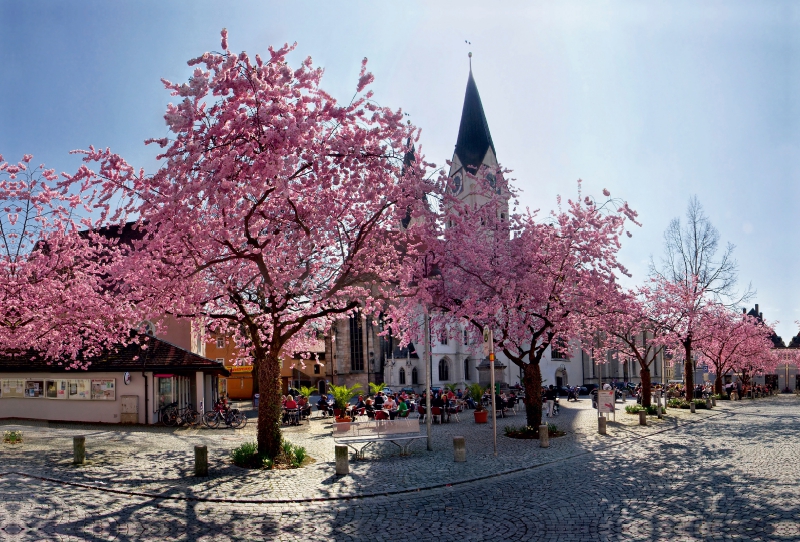 Kirschbaumblüte auf dem Domplatz von Eichstätt