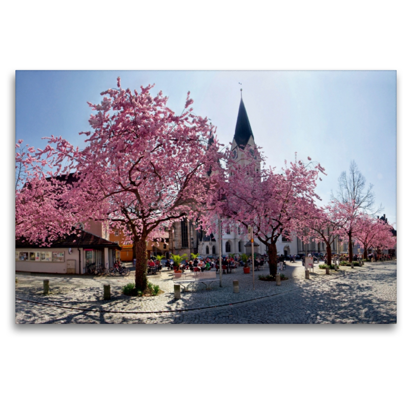 Kirschbaumblüte auf dem Domplatz von Eichstätt