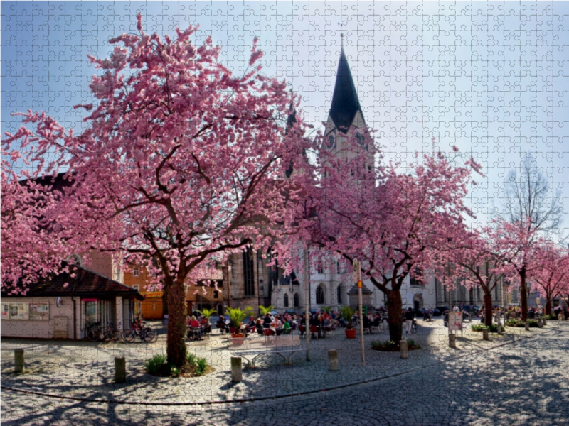 Kirschbaumblüte auf dem Domplatz von Eichstätt