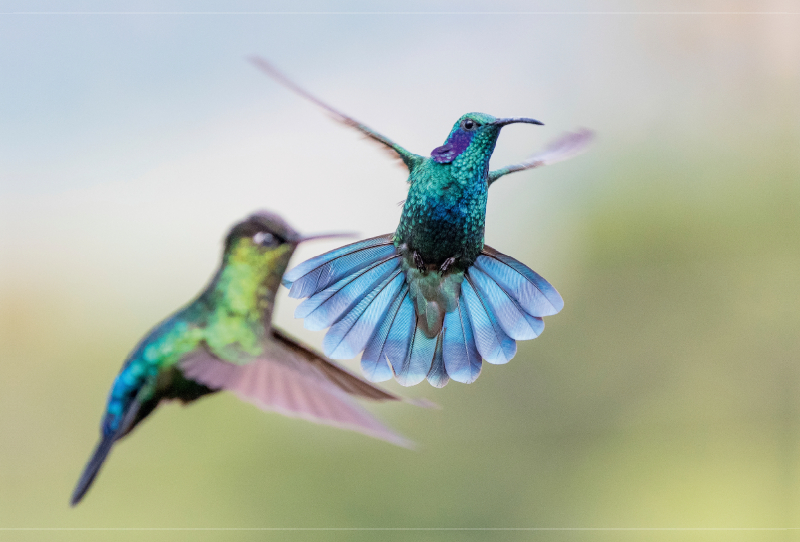 Veilchenohrkolibri (Colibri coruscans), Violettkron-Brillantkolibri (Eugenes fulgens)